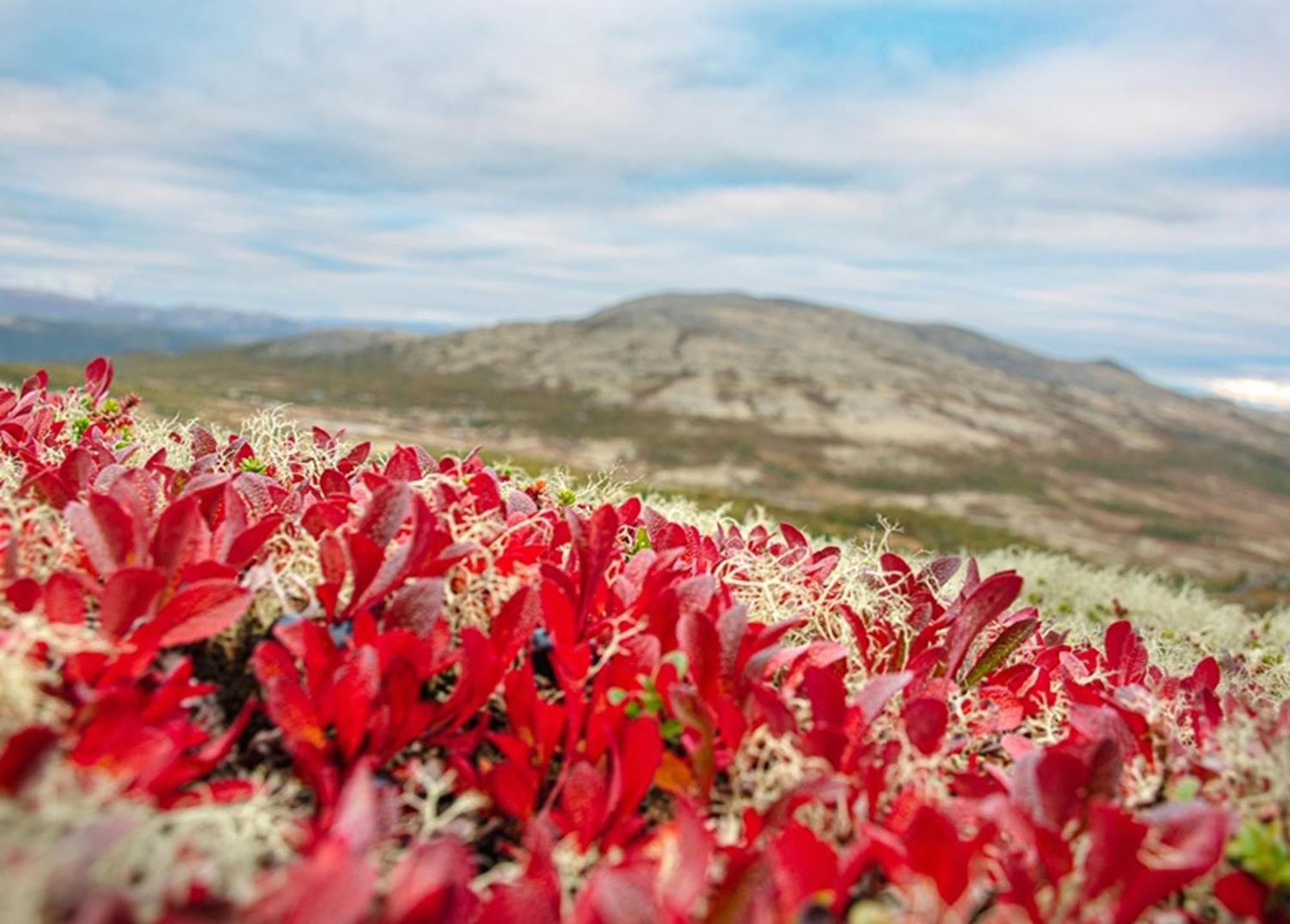 Hovringen Hogfjellshotell Esterno foto